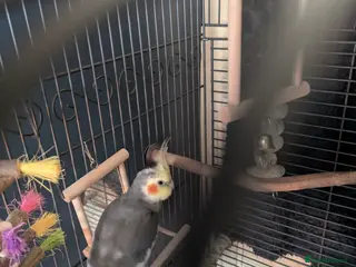 Cockatiels birds Male Cockatiel Untamed - Advert 6