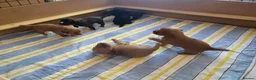 Cocker Spaniel dogs for sale: Working Cocker Puppies - Advert 7