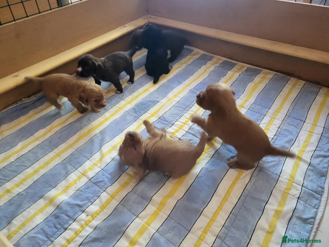 Cocker Spaniel dogs for sale: Working Cocker Puppies - Advert 7