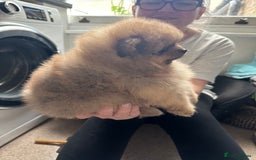 Pomeranian dogs for sale: 6 month old pomeranian  - Image 4