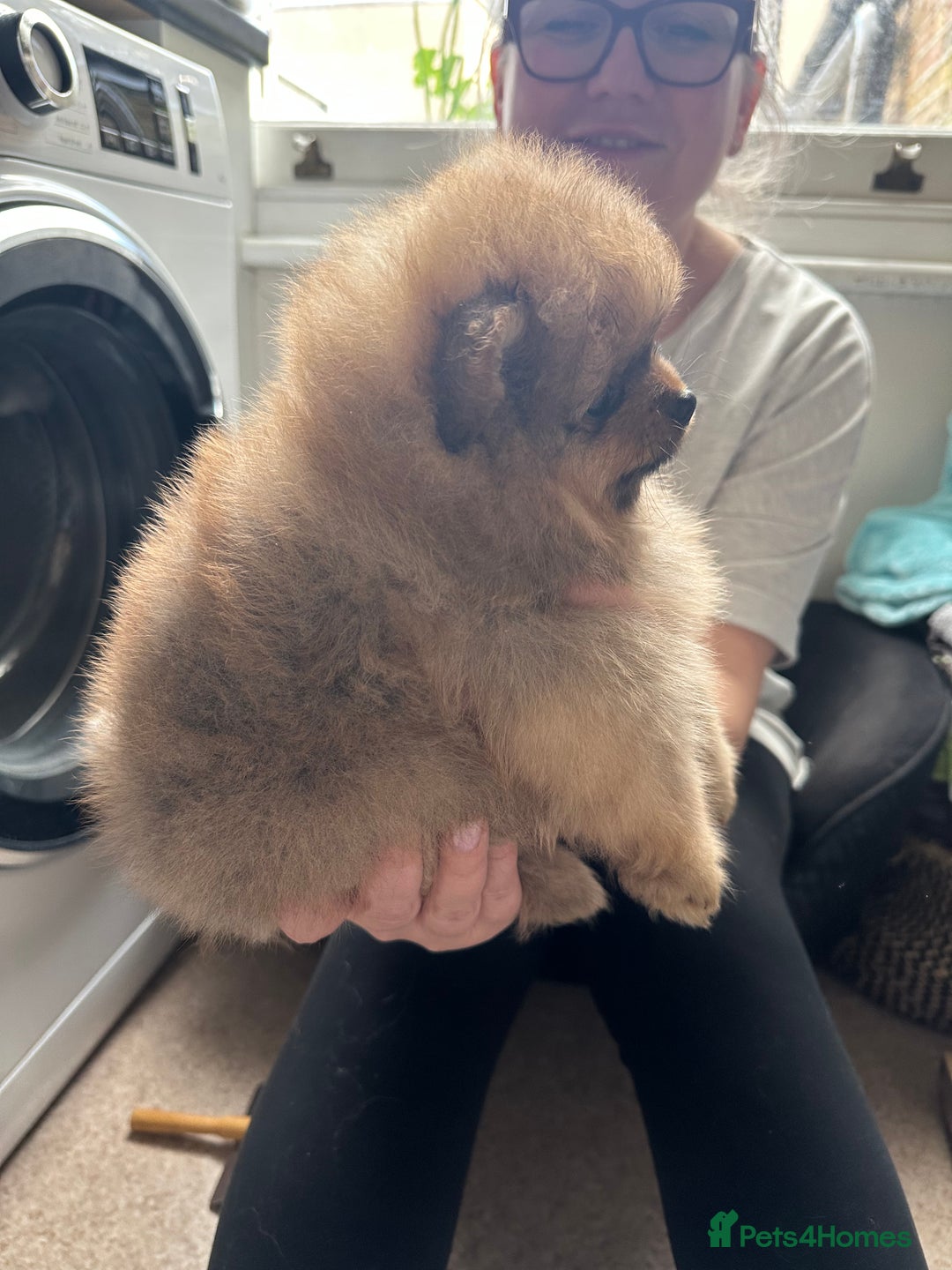 Pomeranian dogs for sale: 6 month old pomeranian  - Image 4