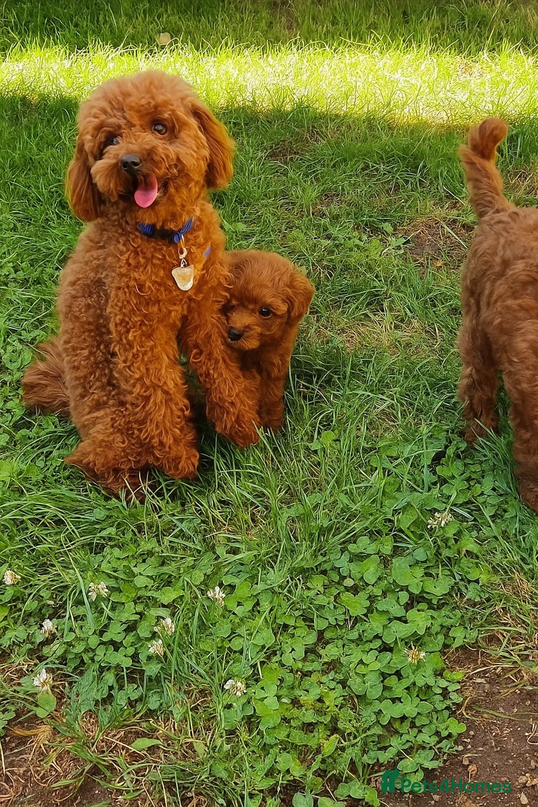Toy Poodle dogs for sale: Toy poodle EU passports  - Image 4
