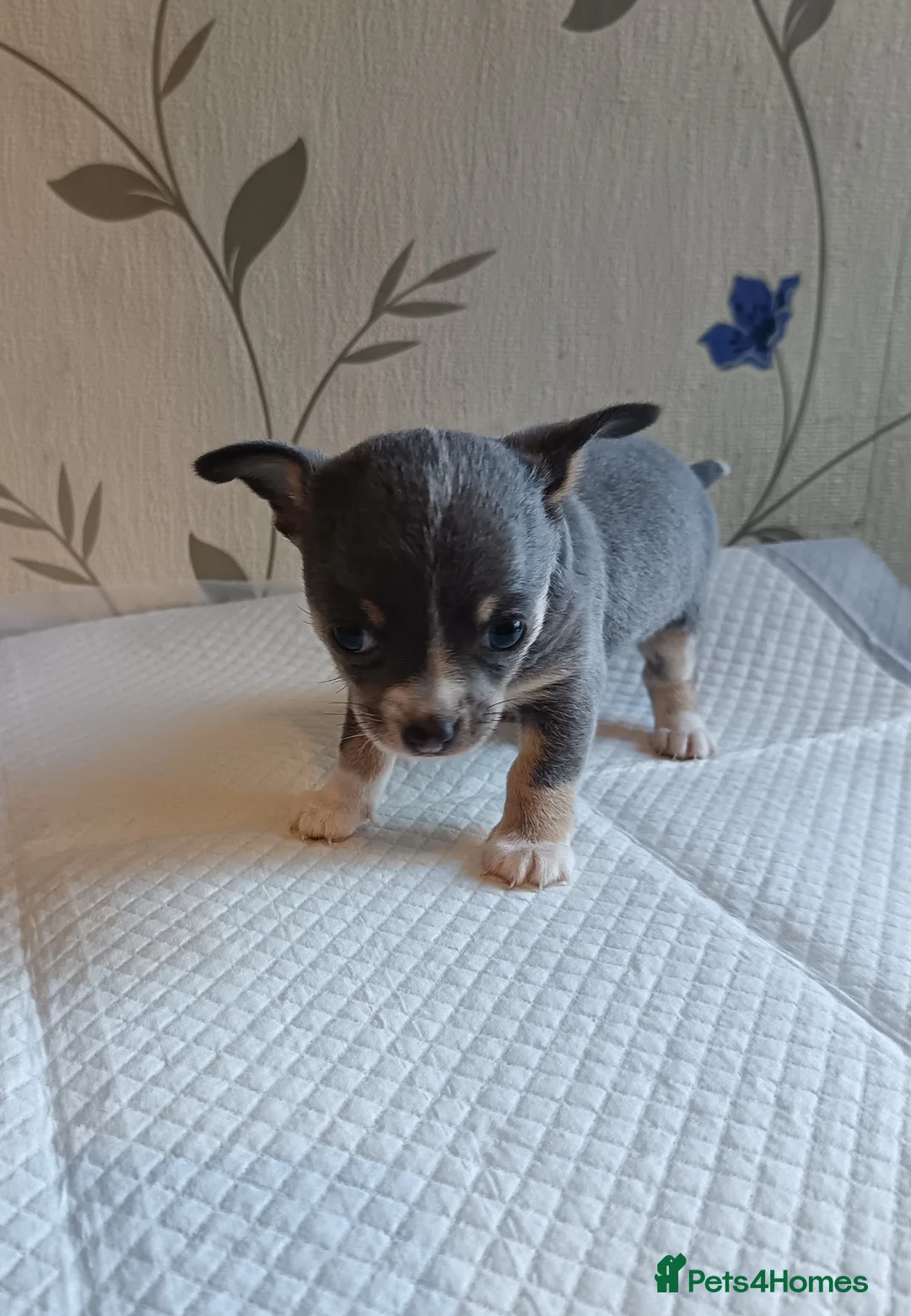 Chihuahua dogs for sale:   Mini lilac chivavahua puppy - Advert 12