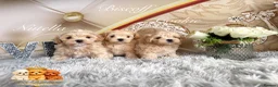 Maltipoo dogs for sale: Tiny Teddy Maltipoo- from Asian teddy dad! - Advert 4