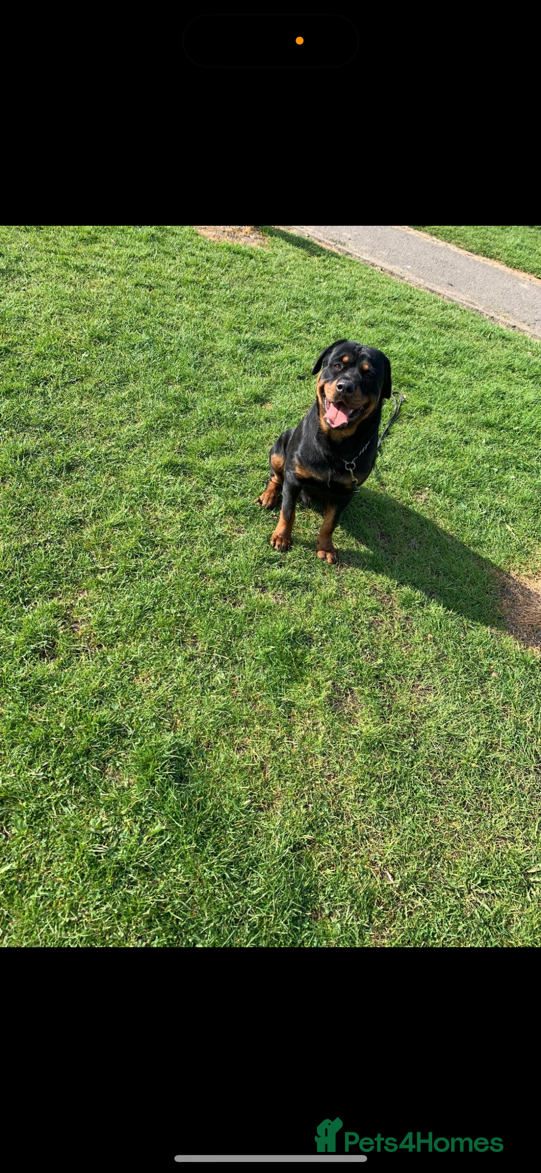 Rottweiler dogs for sale: 3 month male Rottweiler  - Image 5