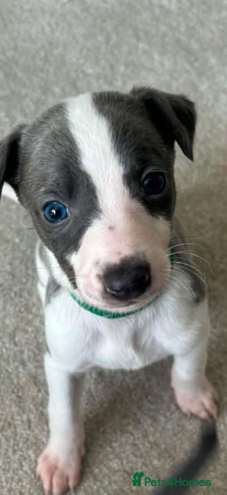 Whippet dogs Whippet puppies  1 girl and 3 boys left.  - Advert 13