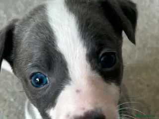 Whippet dogs Whippet puppies 1 girl and 3 boys left. - Advert 13