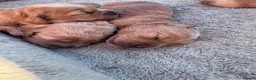 Cockapoo dogs for sale: Beautiful  F1 Cockerpoo pups  - Advert 11