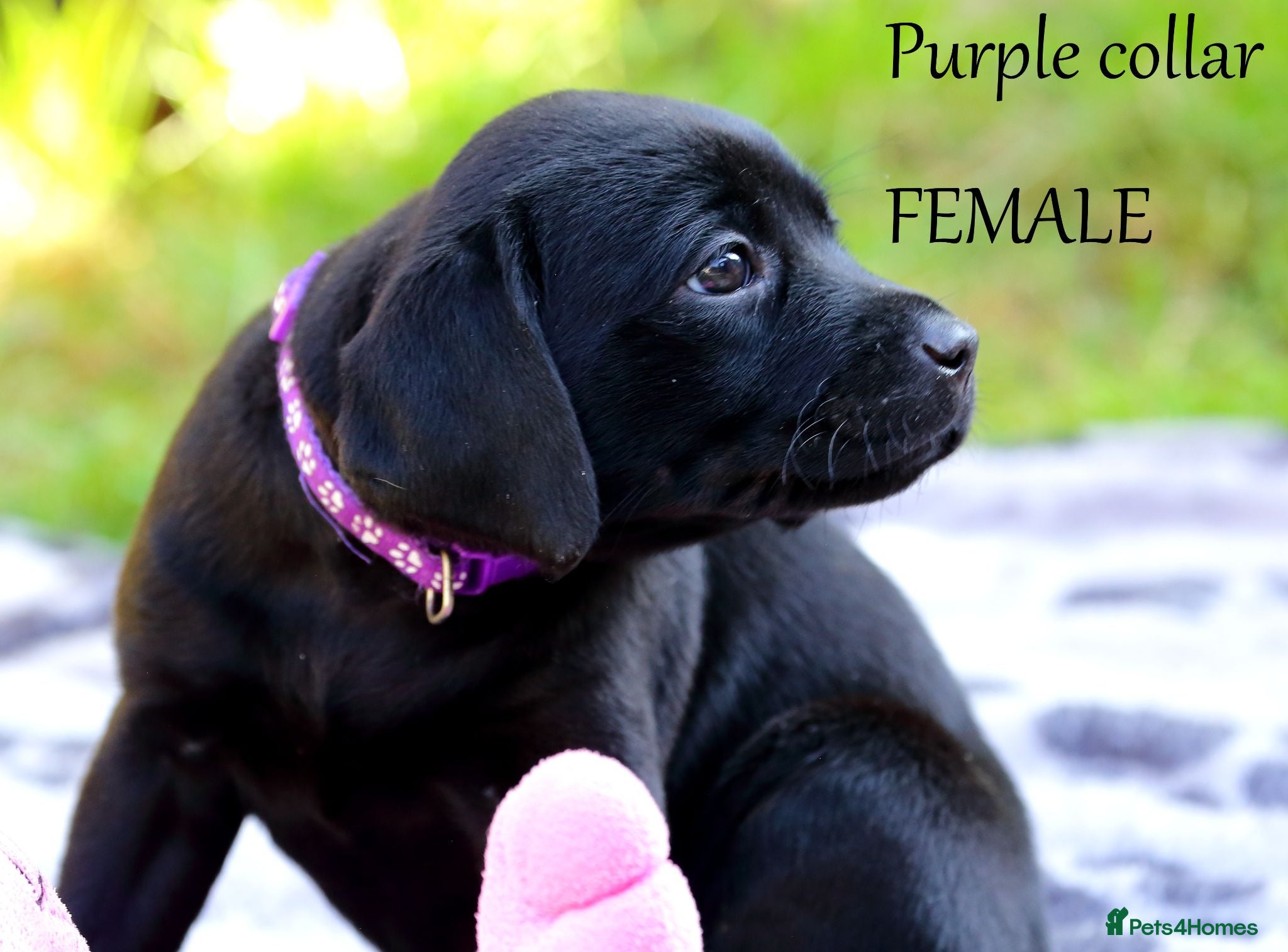 Labrador Retriever dogs Ready now,black labrador pups - Advert 1