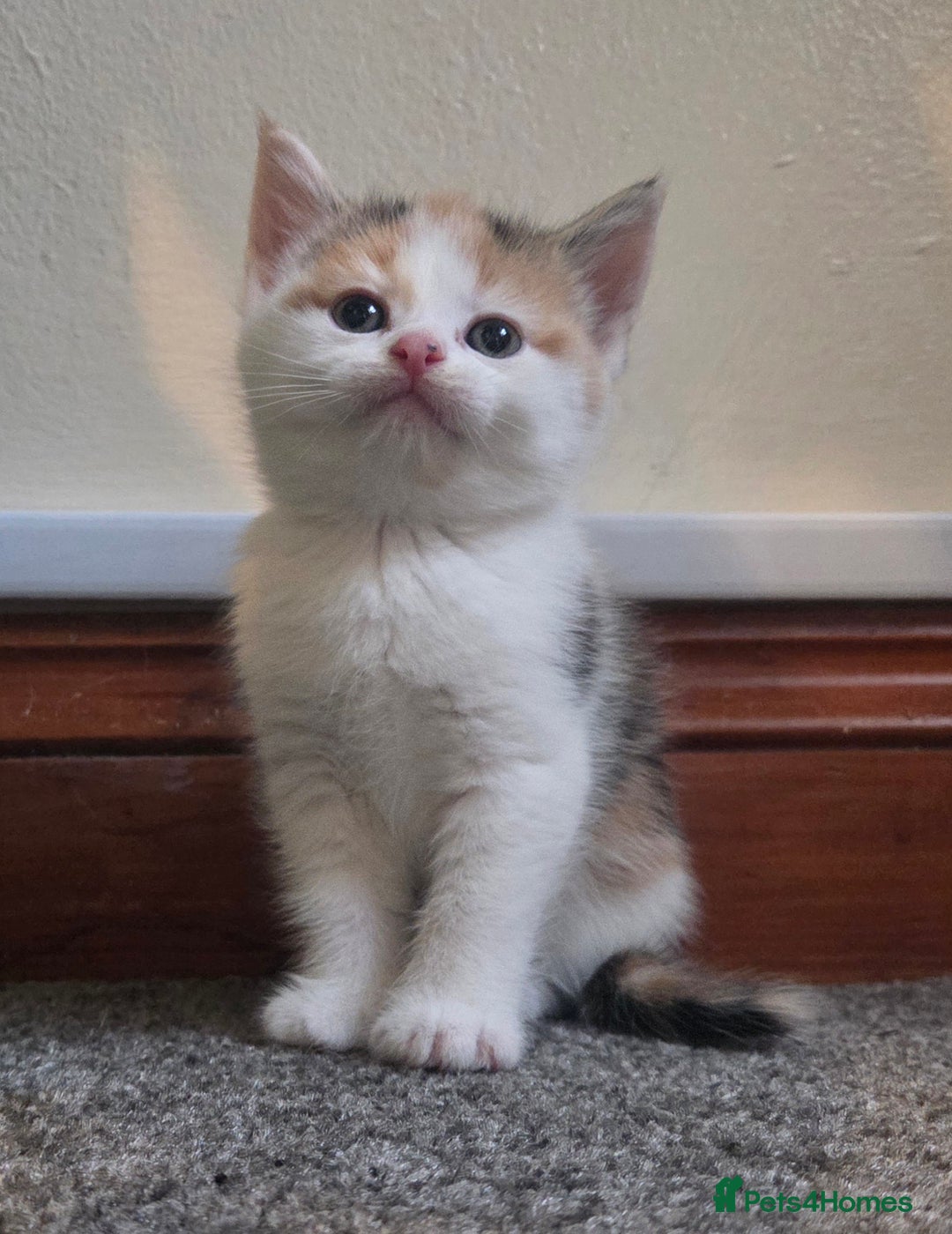 Mixed Breed cats for sale: 5 stunning babies ready in just over 2 weeks  - Image 13