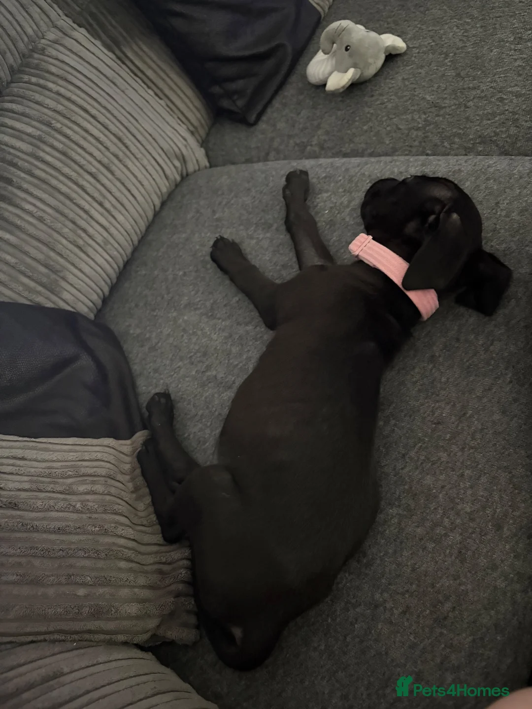 Mixed Breed dogs for sale: Female lab x akita in Malvern - Advert 2