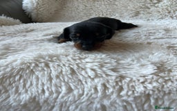 Miniature Dachshund dogs for sale: Blue eyed miniature dachshund puppies - Image 2