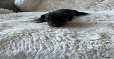Miniature Dachshund dogs - Advert 13