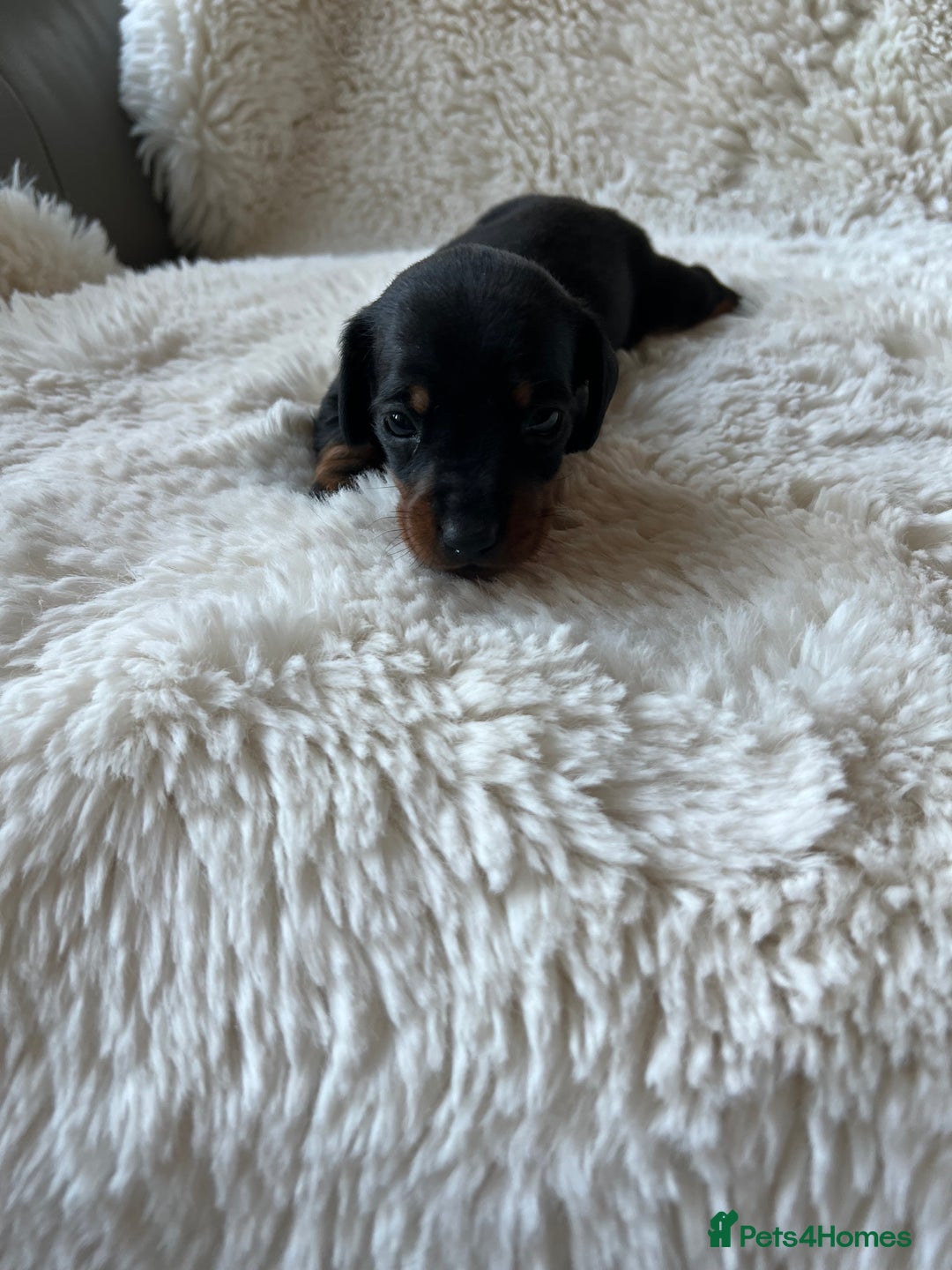 Miniature Dachshund dogs for sale: Blue eyed miniature dachshund puppies - Image 2