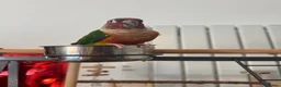 Conures birds for sale: Red factor, yellow sided pineapple conure - Advert 1