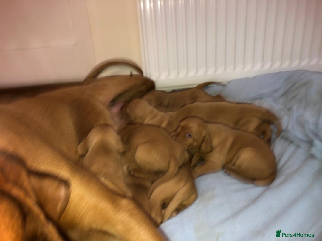 Hungarian Vizsla dogs for sale: Playfull and cheeky hungarian vizsla puppies  - Advert 2