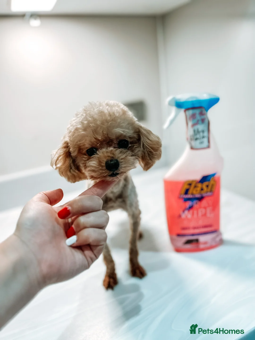 Toy Poodle dogs for stud:  **  Asian KC Toy Poodle for Stud DNA tested in Rickmansworth - Advert 8