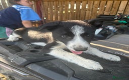 Border Collie dogs for sale: 3 males left .. female now sold! - Image 17