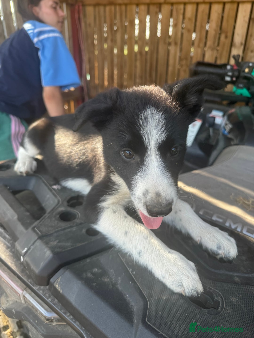 Border Collie dogs for sale: 3 males left .. female now sold! - Image 17