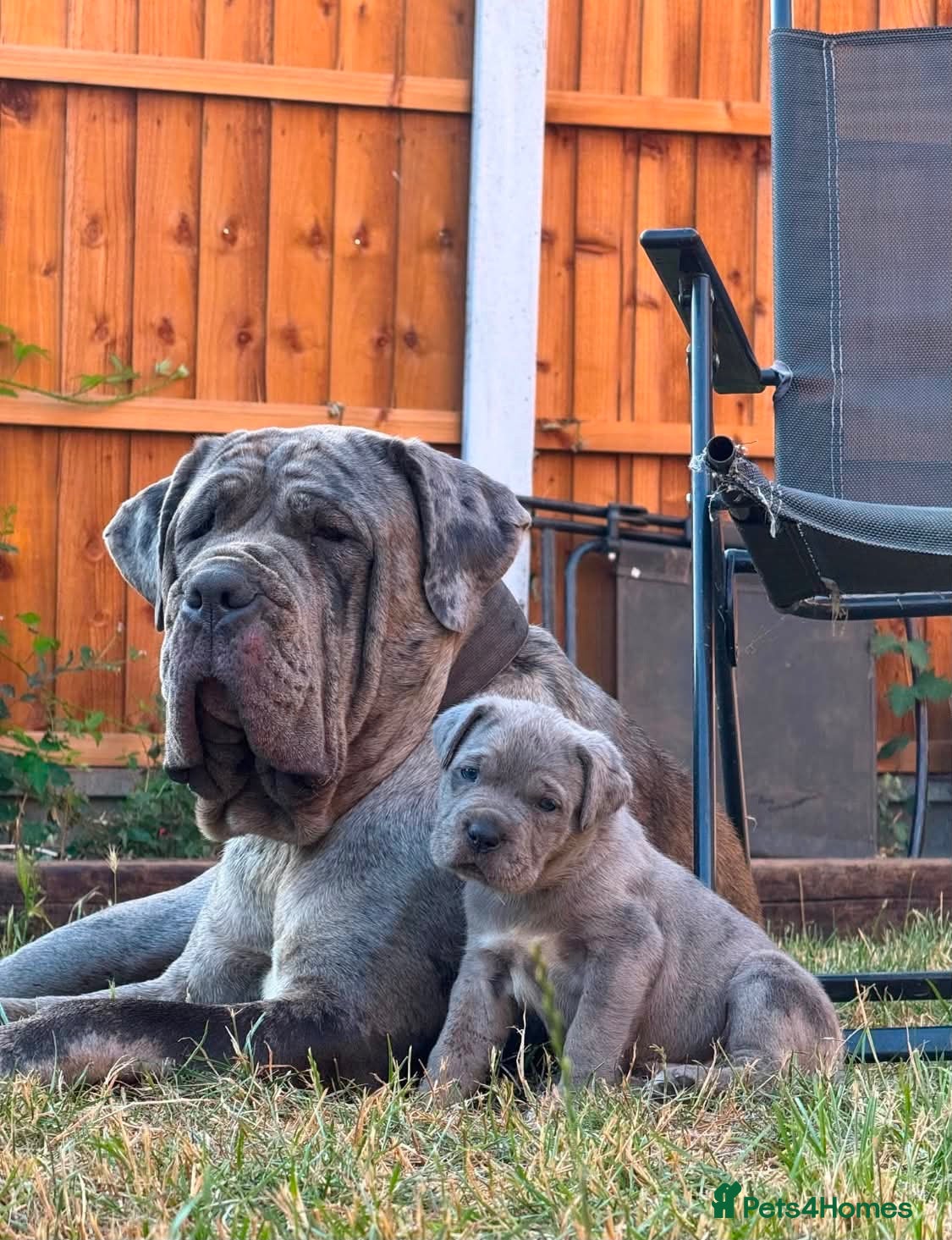 Neapolitan Mastiff dogs 🐾Neapolitan Mastiff Puppies- Ready Now!🐾 - Advert 2
