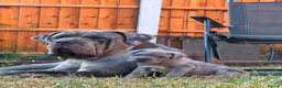 Neapolitan Mastiff dogs for sale: 🐾Neapolitan Mastiff Puppies- Ready Now!🐾 in Rayleigh - Advert 1