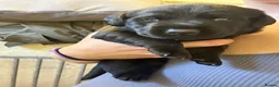 Labrador Retriever dogs for sale: KC Black Lab Male Pups  in Ottery Saint Mary - Advert 9