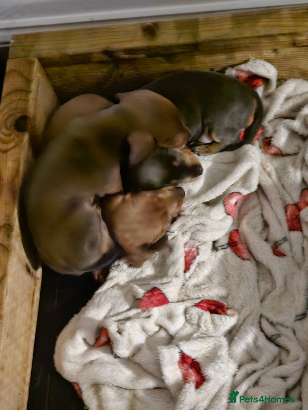 Miniature Dachshund dogs for sale: Beautiful Mini Dachshunds looking for their homes! - Image 20