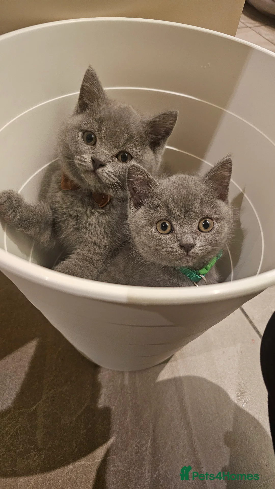British Shorthair cats for sale: Beautiful Pedigree British Blue 1 Male Kitten🐾 - Advert 1
