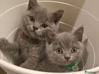 British Shorthair cats Beautiful Pedigree British Blue 1 Male Kitten🐾 - Advert 18