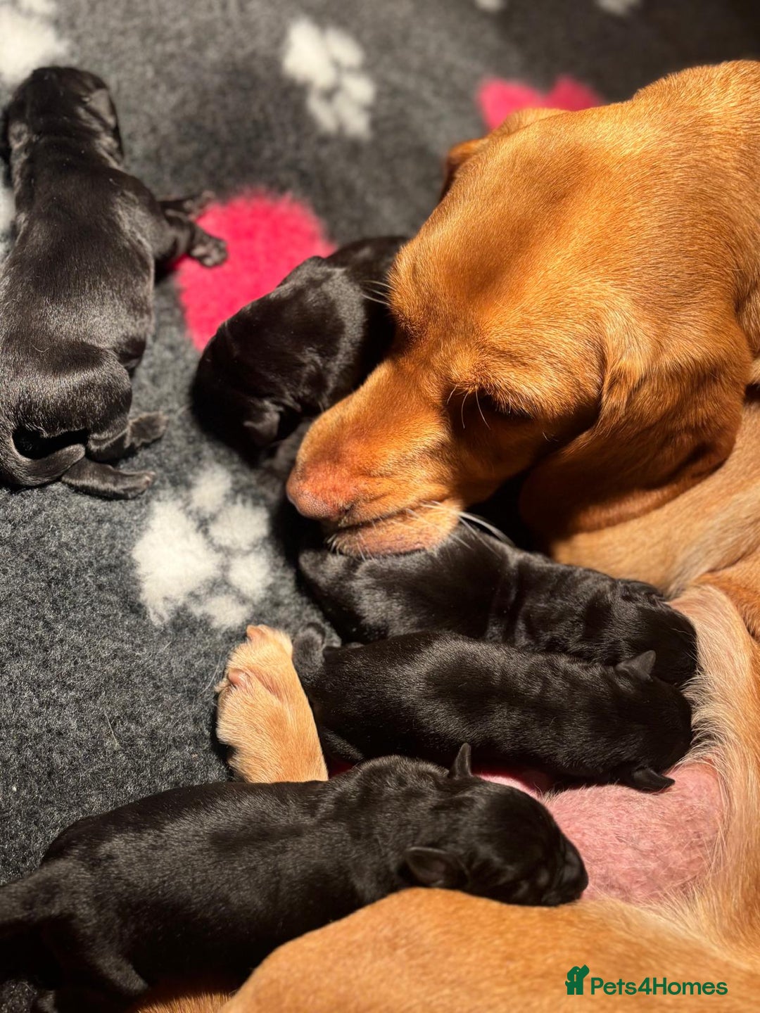 Labrador Retriever dogs for sale: Beautiful Black Pedigree Labrador Puppies - Advert 3