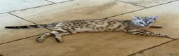 Bengal cats for sale: Stunning Snow Bengal kittens  - Advert 7