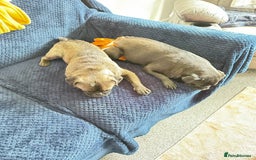 Pug dogs for sale: Adorable Pug Puppy looking for her new home - Image 5