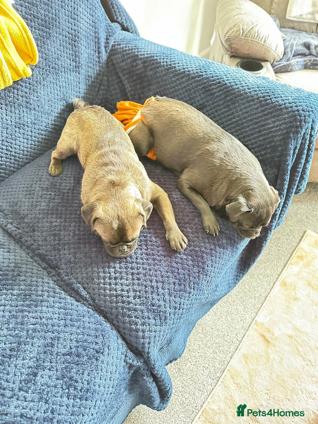Pug dogs for sale: Adorable Pug Puppy looking for her new home - Image 5