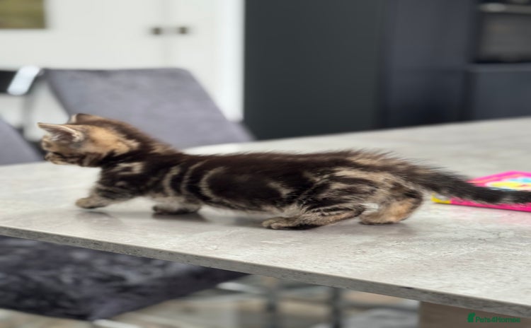 Munchkin cats 1 BOY LEFT!! Munchkin short legs READY NOW ❤️ - Advert 3