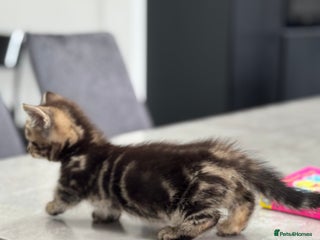 Munchkin cats 1 BOY LEFT!! Munchkin short legs READY NOW ❤️ - Advert 1