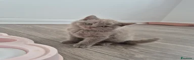 British Shorthair Kitten 4