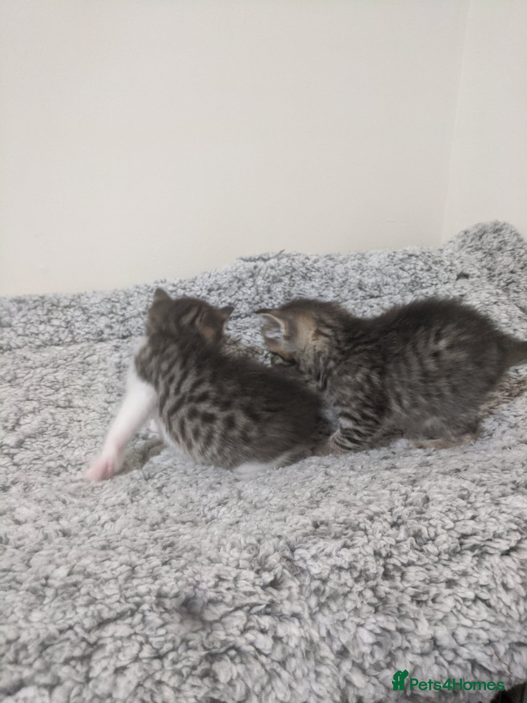 Ragdoll cats for sale: Ragdoll cross kittens for sale  - Advert 10