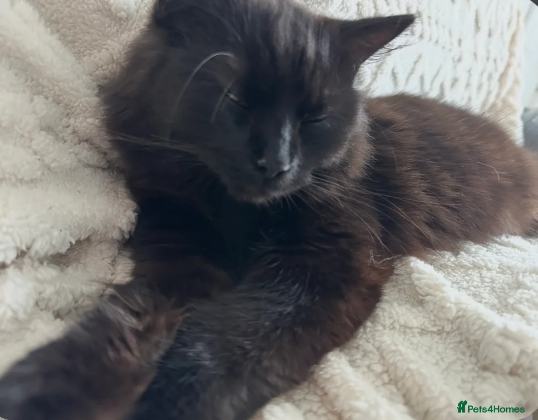 Ragdoll cats for sale: Ragdoll cross bengal - Advert 2