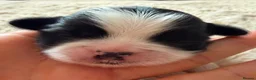 Shih Tzu dogs for sale: Imperial Shih Tzu - Advert 21