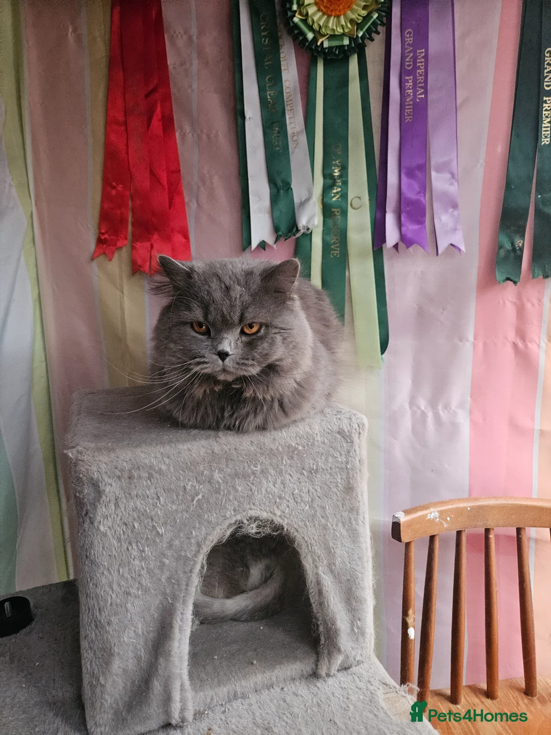 British Shorthair cats for stud: Blue n lilac copper eyed/ Quality PROVEN STUDS   - Advert 2