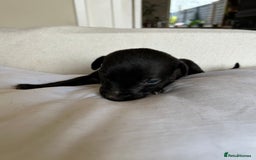 Whippet dogs for sale: Whippet/bedlington + whippet/collie - Image 7