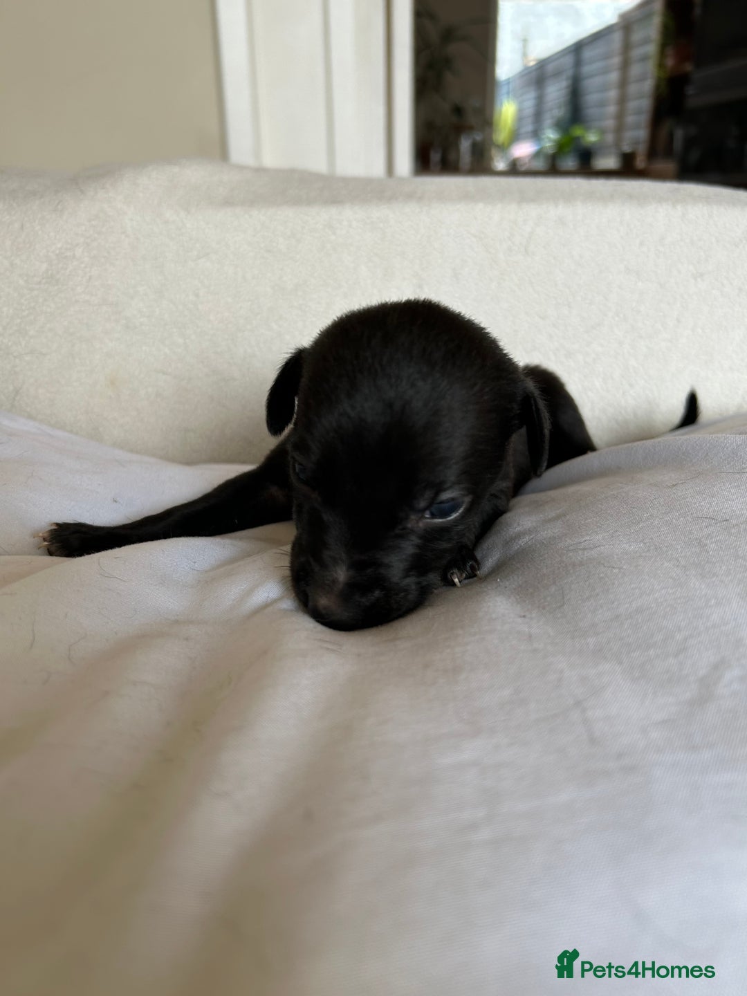 Whippet dogs for sale: Whippet/bedlington + whippet/collie - Image 7