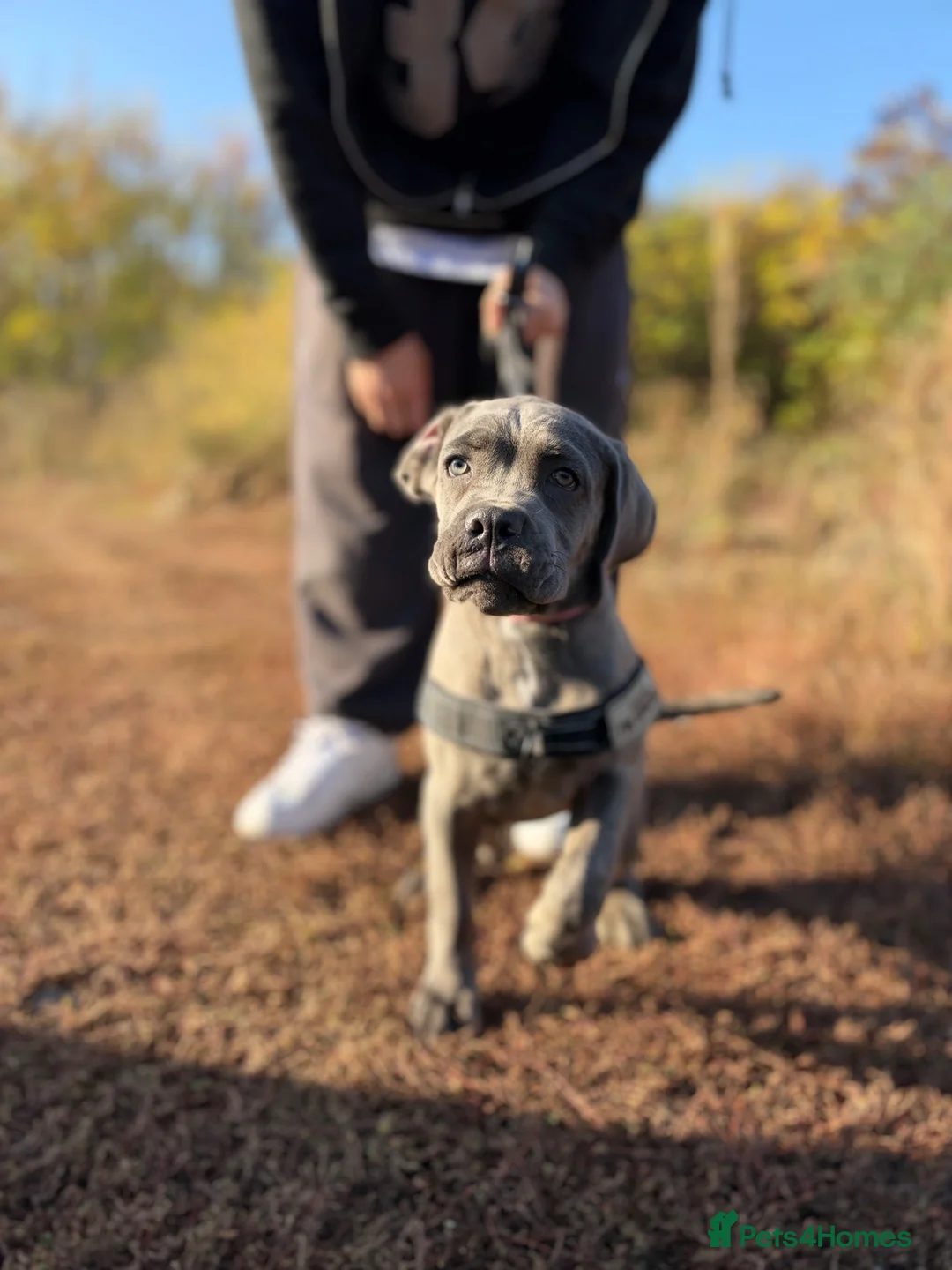 Cane Corso dogs for sale: Gorgeous 4 months old cane corso girl for sale - Advert 6
