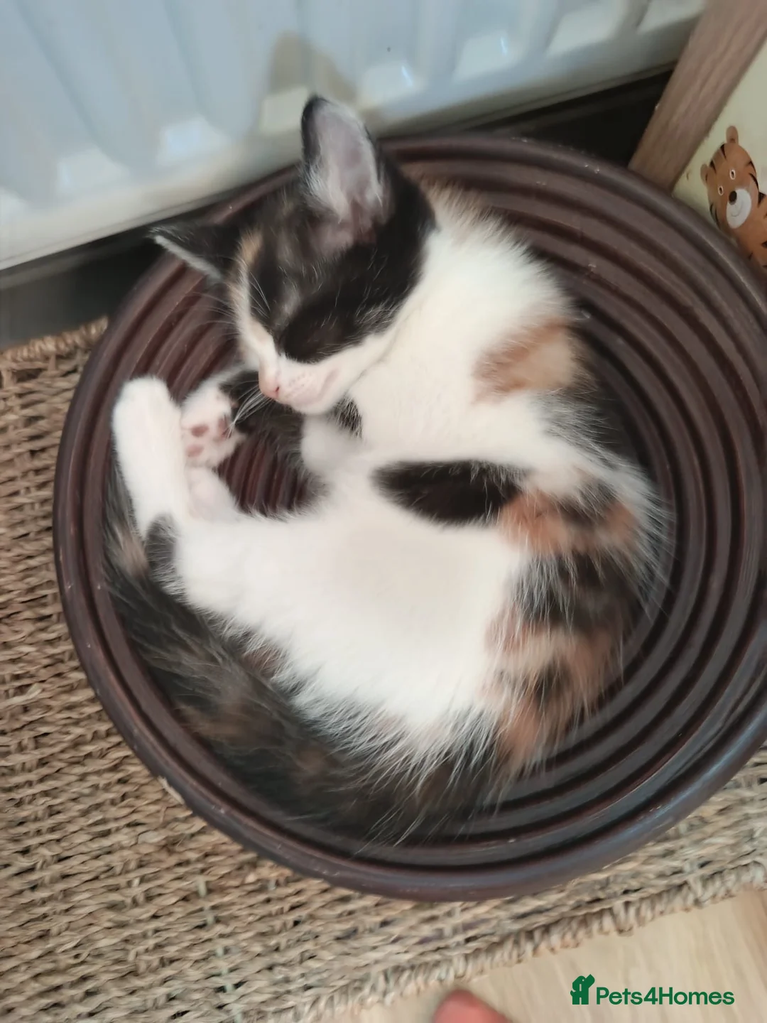 British Shorthair cats for sale: Kittens ready for their new family home  - Advert 2