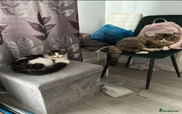 Mixed Breed cats for sale: Amazing fluffy happiness  - Image 7