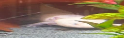 Axolotl reptiles for sale: Axalotols and tank  - Advert 9
