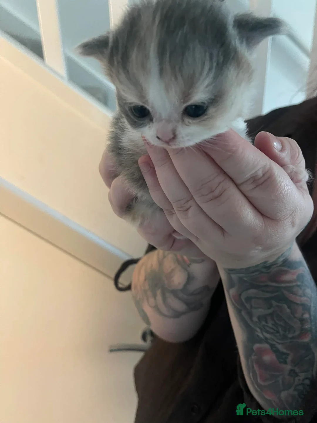 British Shorthair cats for sale: British shorthair kittens  - Advert 10