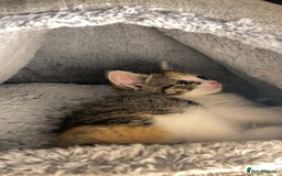 Domestic Shorthair cats for sale: Cute calico kitten for sale ready to leave now - Advert 2