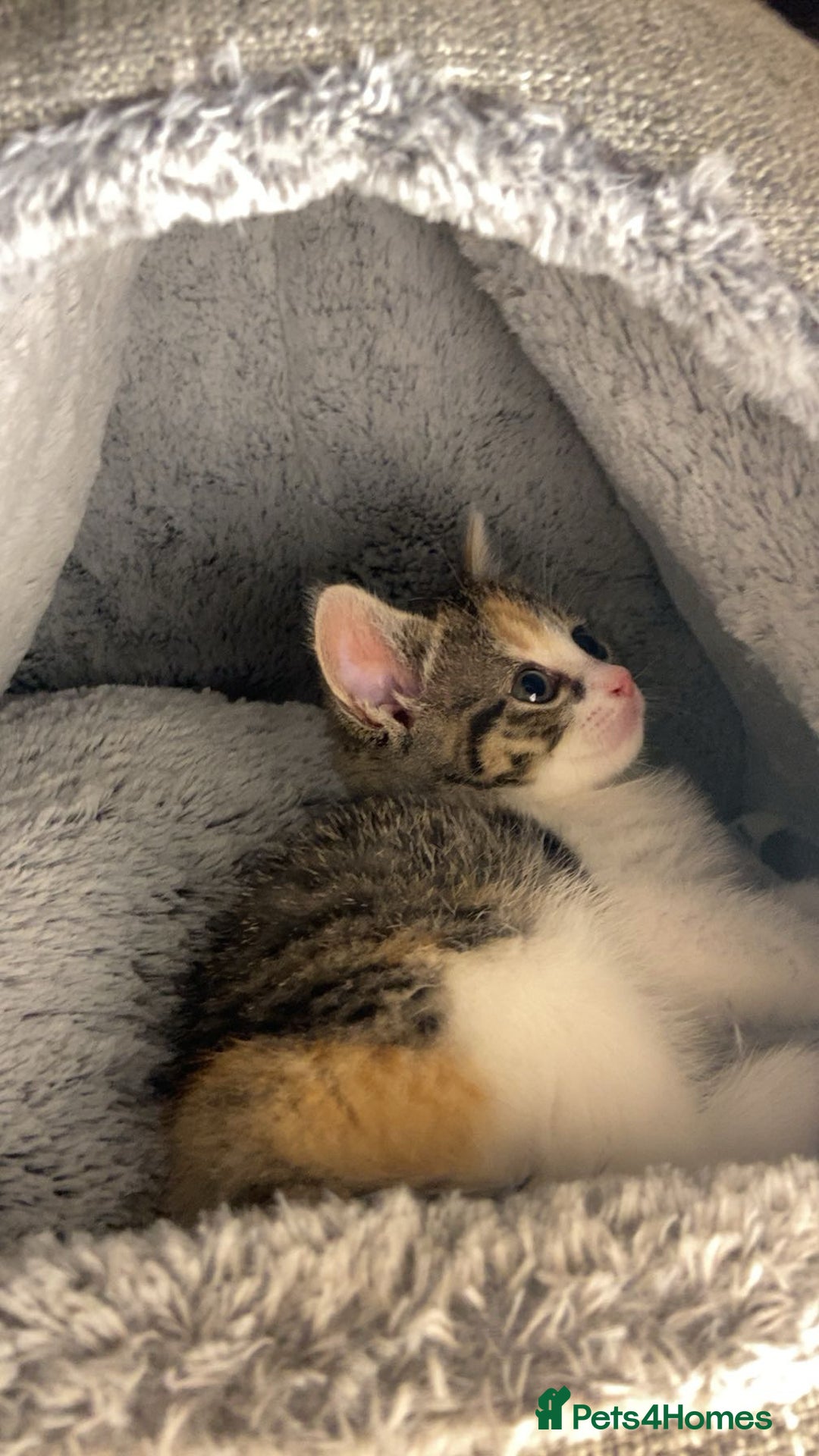 Domestic Shorthair cats for sale: Cute calico kitten for sale ready to leave now - Advert 2