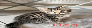 Bengal Kitten RED